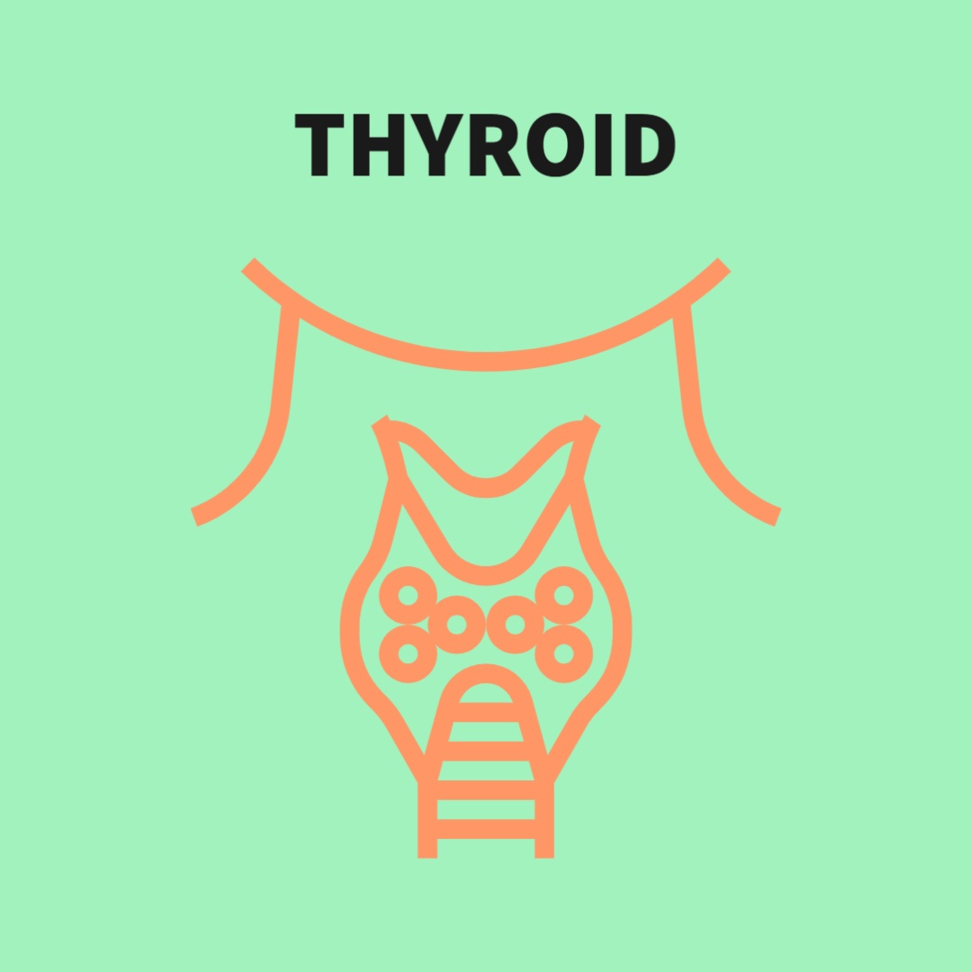 Thyroid